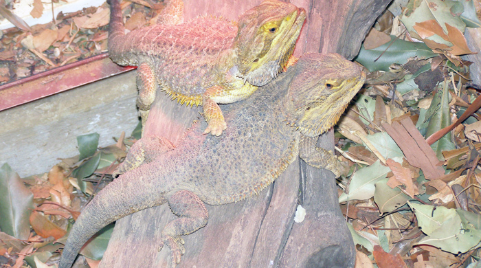 A pair of bearded dragons on a branch. 