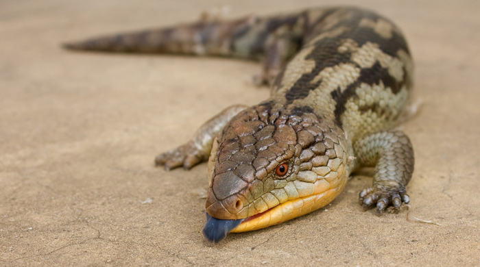 A blue tongued skink from the front with its dark blue tongue sticking out slightly.