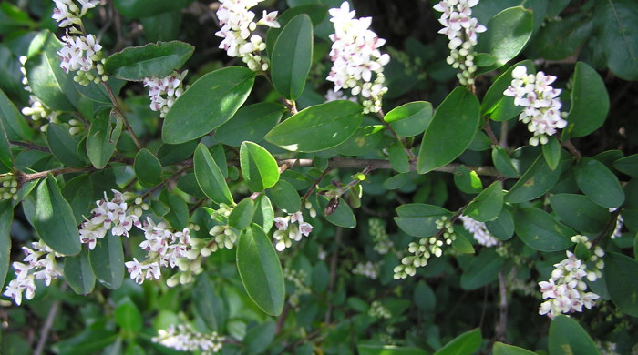 Clusters of white flowers of Chinese privet.
