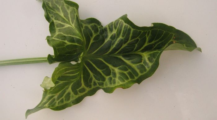 Arum Lily single leaf
