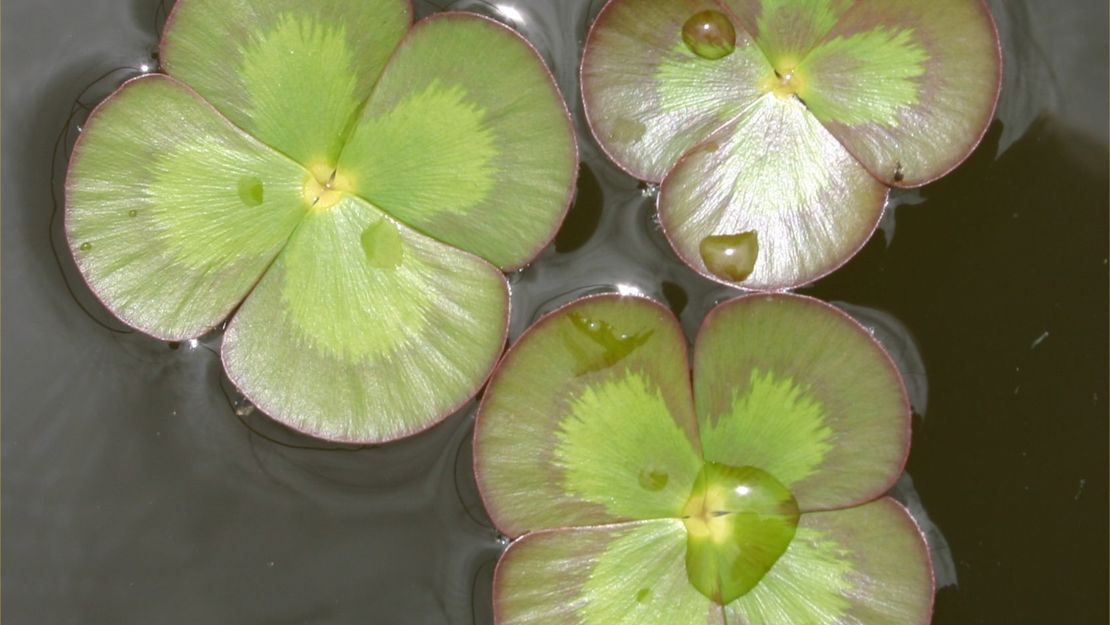 Three Nardoo leaves on the water surface.