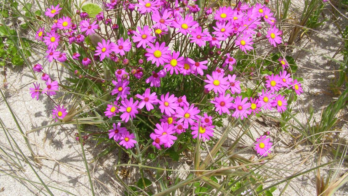 A cluster of purple groundsel in the sand.