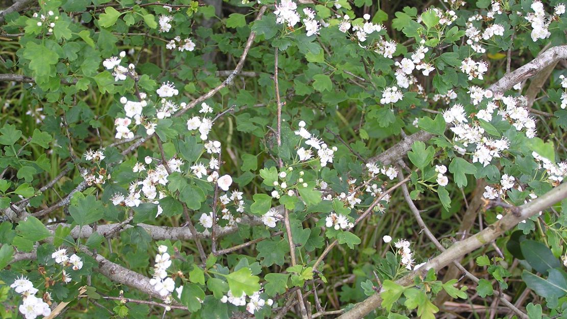 Hawthorn shrub in flower.