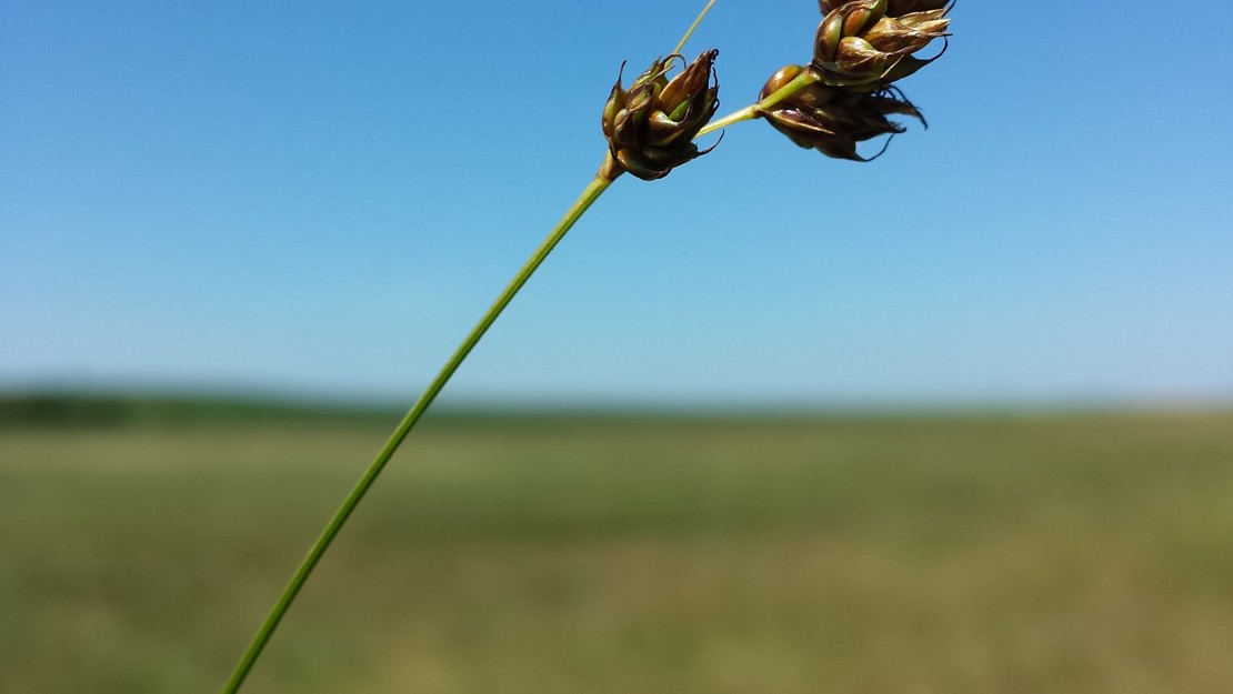 A stalk of divided sedge in an open field.