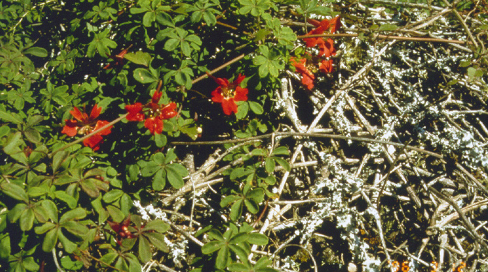 Chilean flame creeper in a mess of branches.