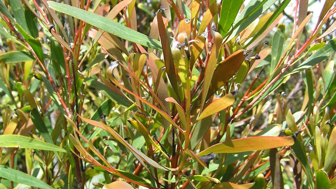 Stem tips of Willow-leaved Hakea with new leaves.