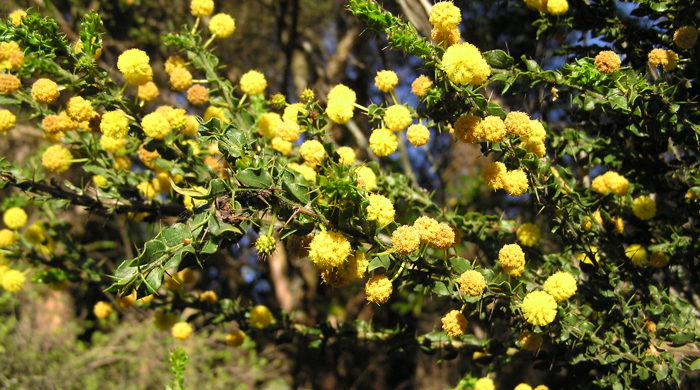 Kangaroo Acacia stems covered in flowers.