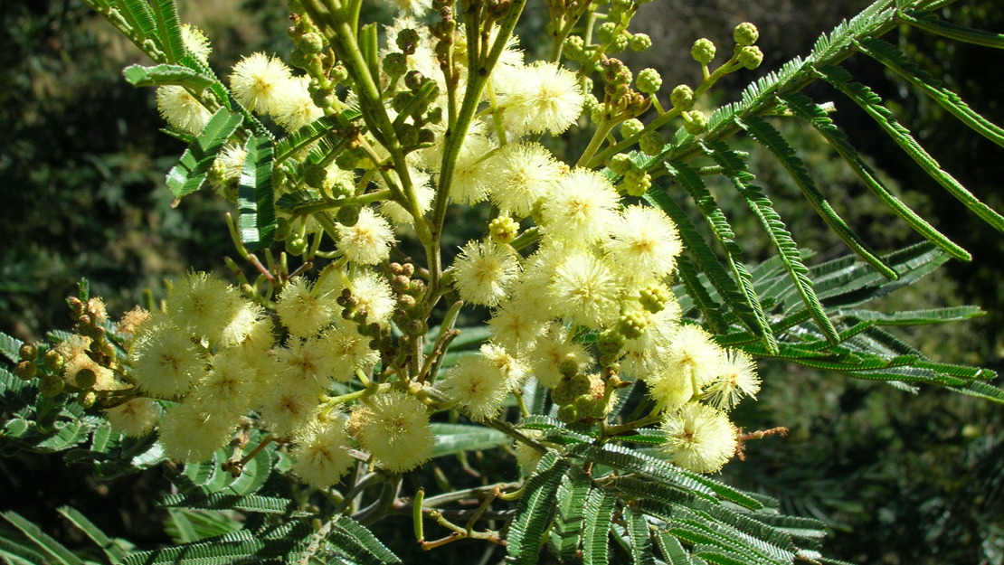 A black wattle bush with a cluster of yellow white fussy flowers in the centre and hundreds of tiny leaves branching out from the centre.