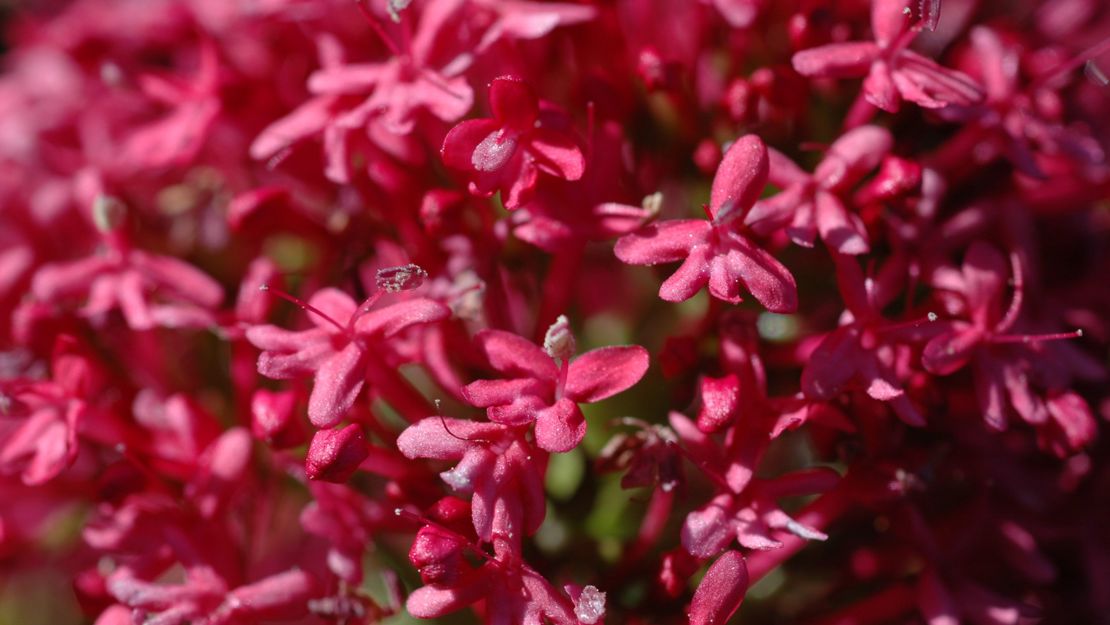 Close up of tiny red valerian flowers.