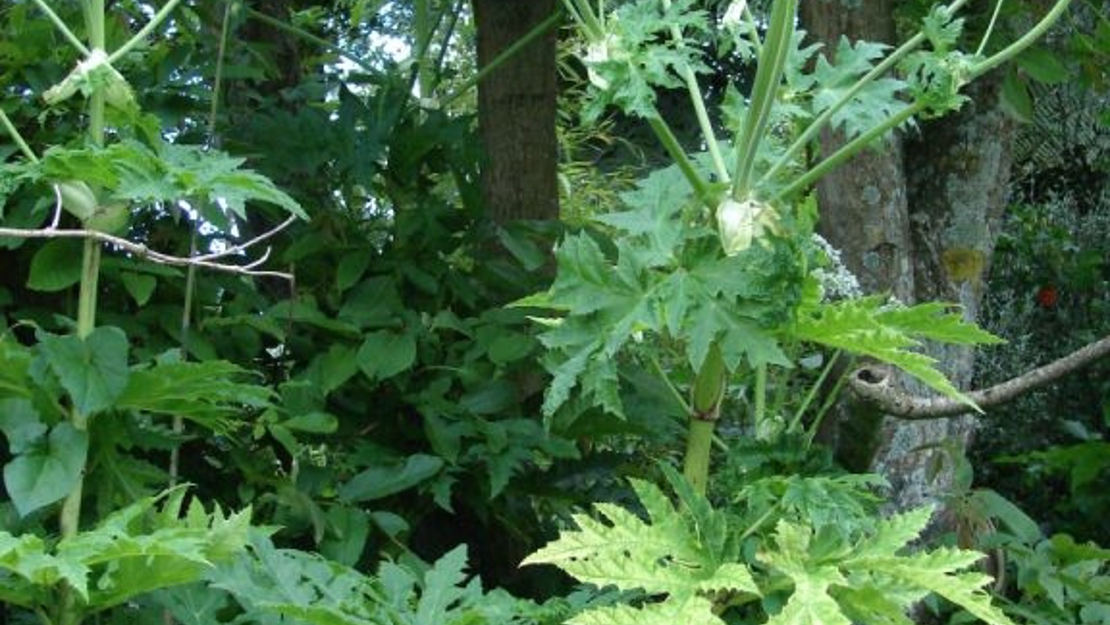 Tall stalks of giant hogweed.