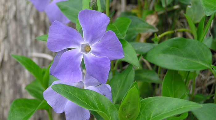 Close up of periwinkle flowers.
