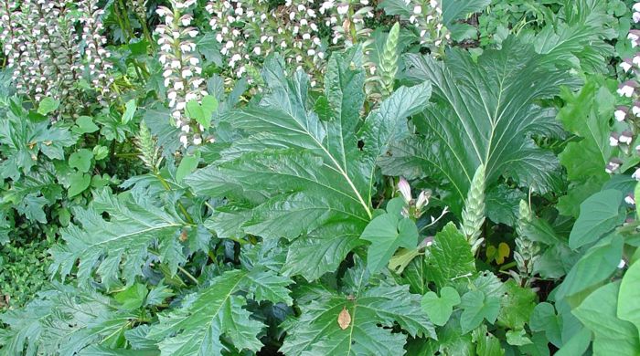 A large bush of the acanthus with tall flower stalks above it.