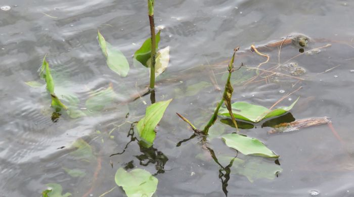 Water Plantain emerging from water surface with young flower spike.