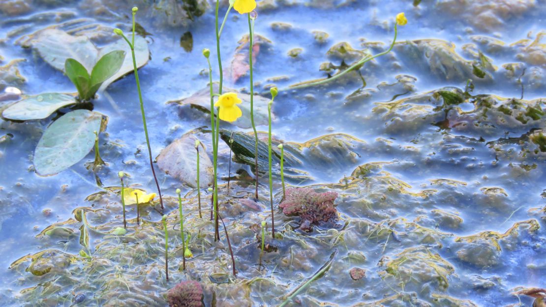 Stalks of bladderwort flowers coming out of the water.