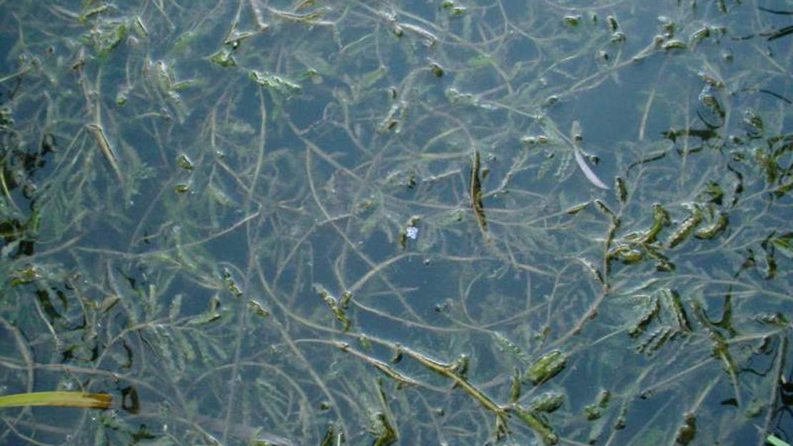 Curled pondweed underwater.