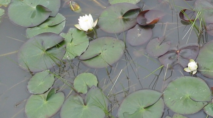 Common water lily pads scattered over the top of a water's surface.