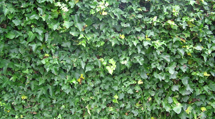 Zoomed out image of a dense wall of ivy.