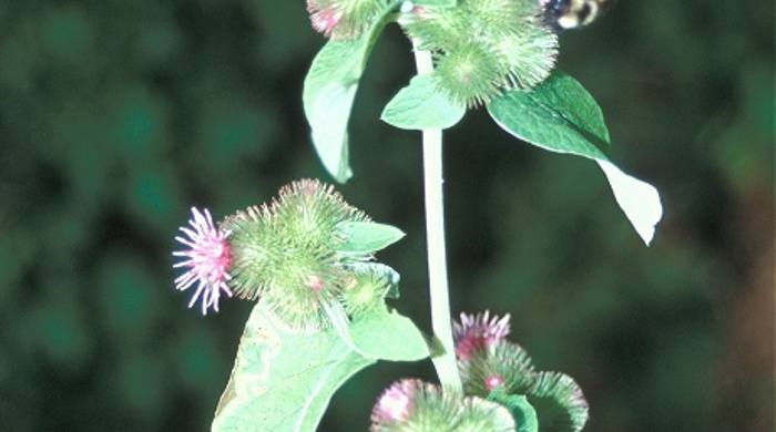 The burdock plant with small purple flowers on burrs.