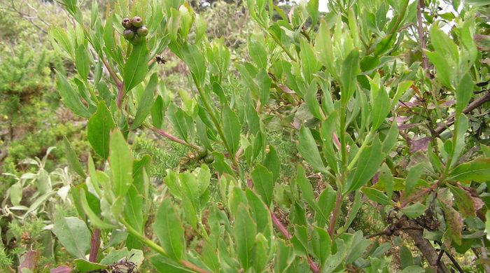 Upright boneseed leaves with fruits at the end.
