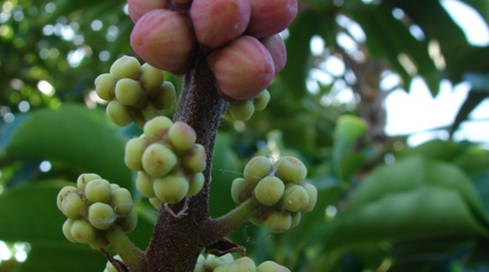 Close up of queensland umbrella tree fruit.