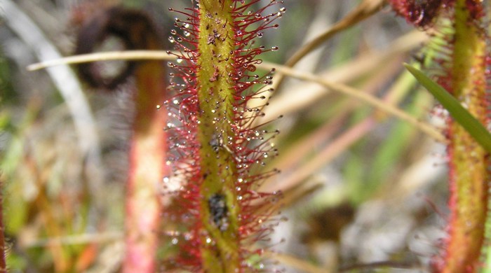Close up of a cape sundew leaf with sticky sap on little hairs.