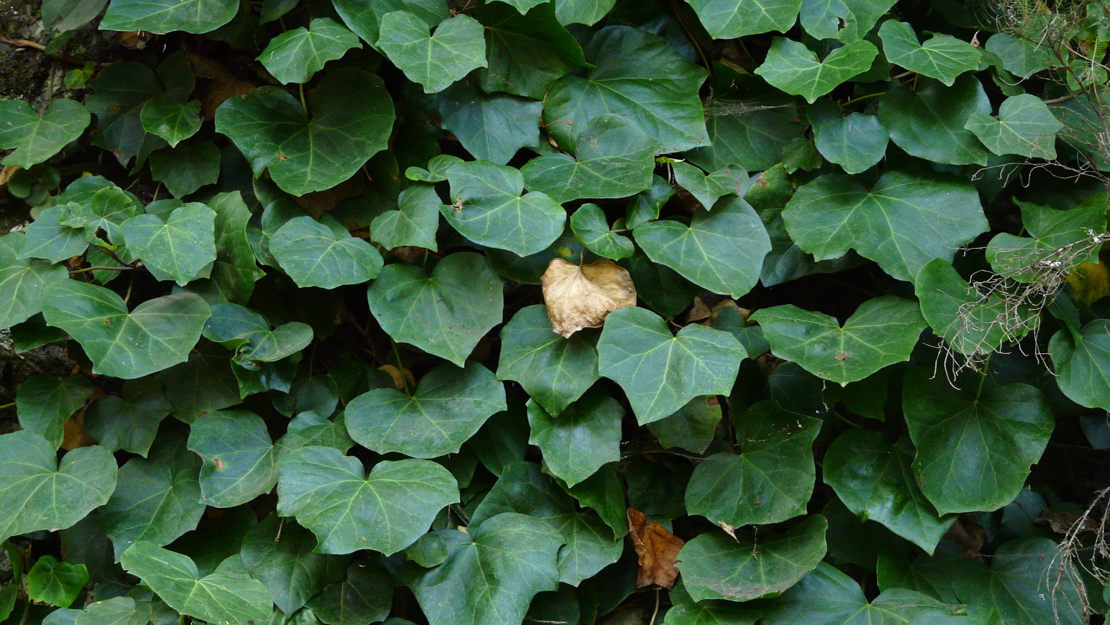 A wall of Canary Island ivy.