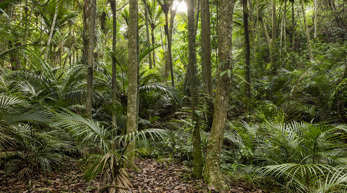 Forest of puriri trees with juvenile and mature palm trees.