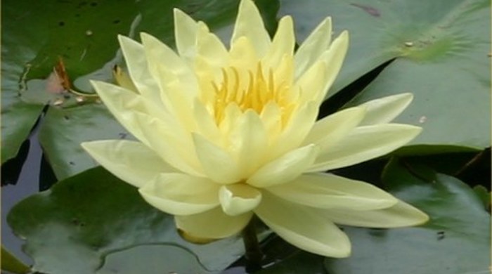 Photo showing an open yellow flower.
