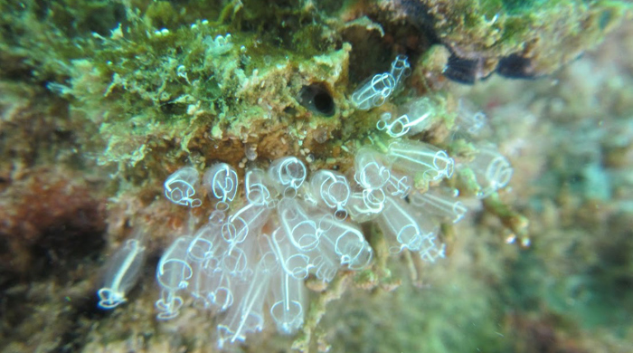 A small cluster of transparent lightbulb ascidian. 