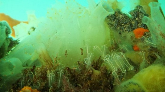 Short transparent tubes of the lightbulb ascidian emerging from the ocean floor.