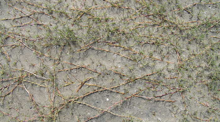 Crawling vines of salt water paspalum in the sand.
