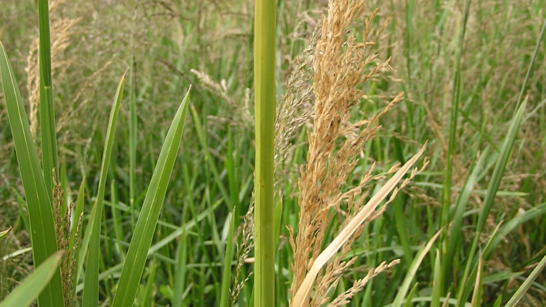 Close up of a cluster of reed sweet grass.