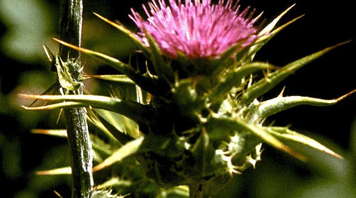 Close up of Variegated Thistle flower.