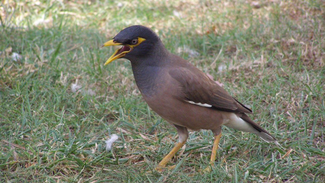 Myna on grass with open mouth.