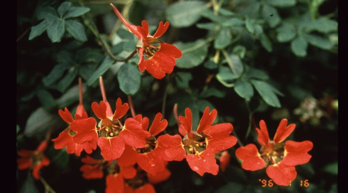 Close up of Chilean flame creeper flowers.