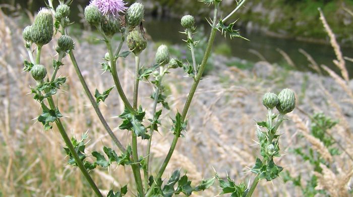 Californian thistle with buds next to a stream.