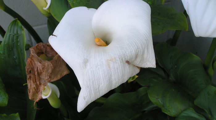 Arum lily flower close up with yellow spike.