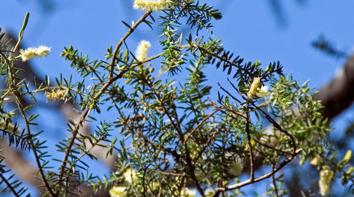 A prickly leaved wattle tree with lots of flowers.