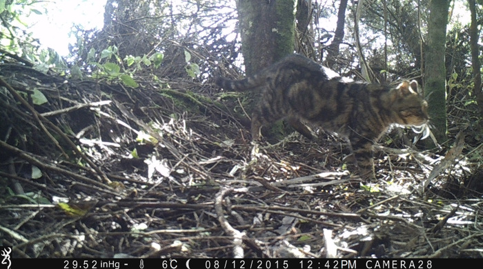 A feral cat caught on camera on the forest floor.