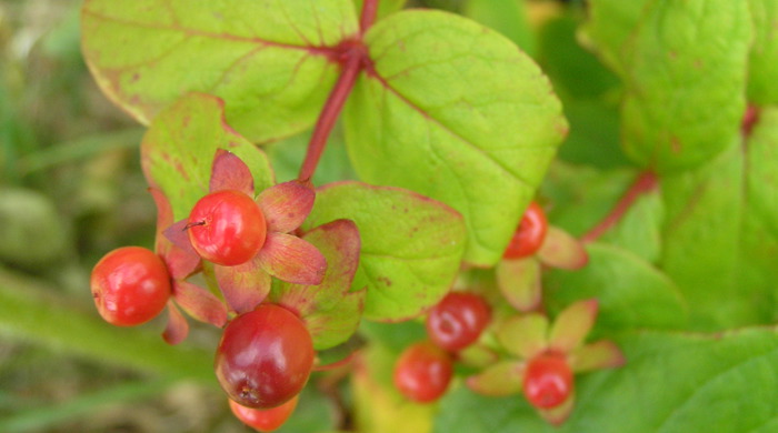 Close up of immature Tutsan berries.