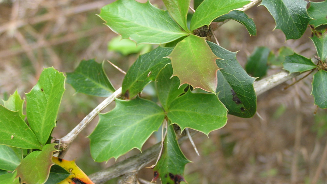 Close up of barberry leaves with barbed pointy edges.