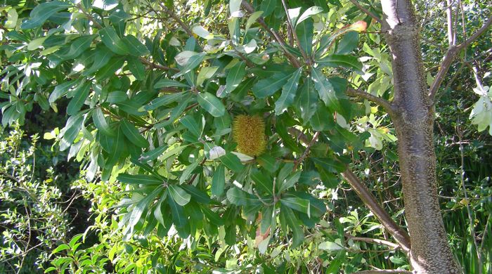 Flower hanging on a coast banksia tree.
