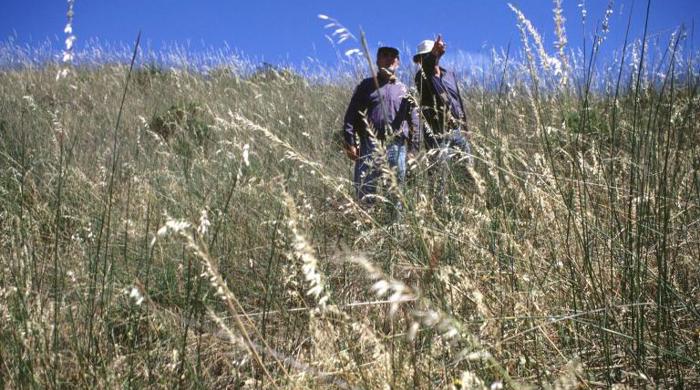 Two people walking in a field of dry pyp grass.