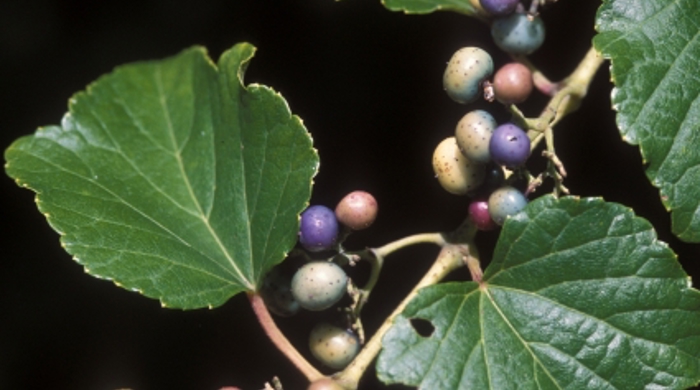 Close up of porcelain berries on a branch.