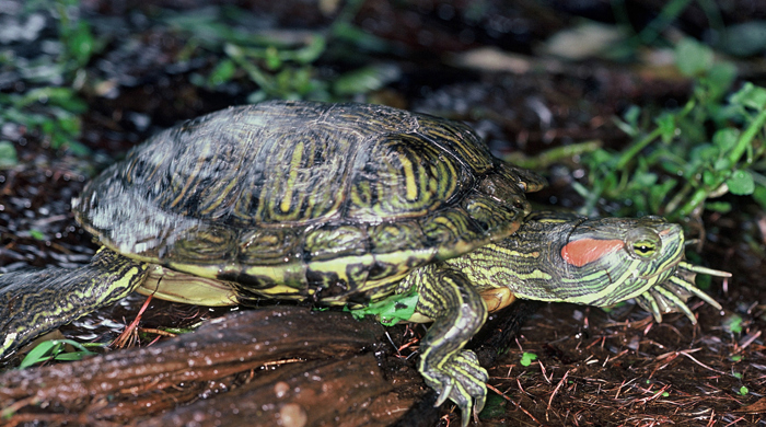 A red eared slider turtle slowly moving along the ground. 