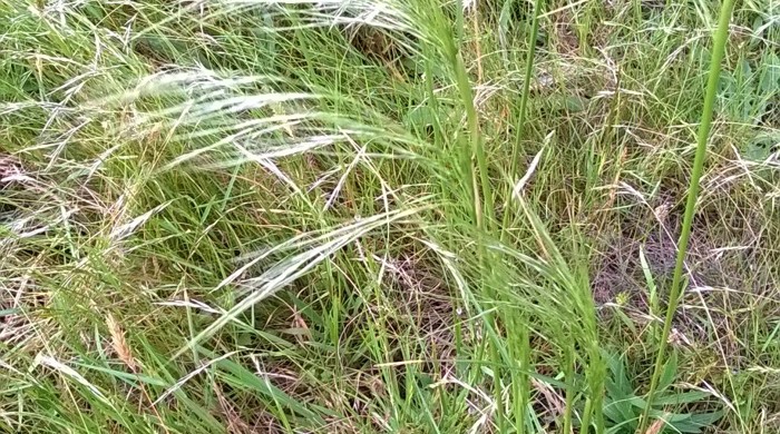 Needle Grass with seed heads.