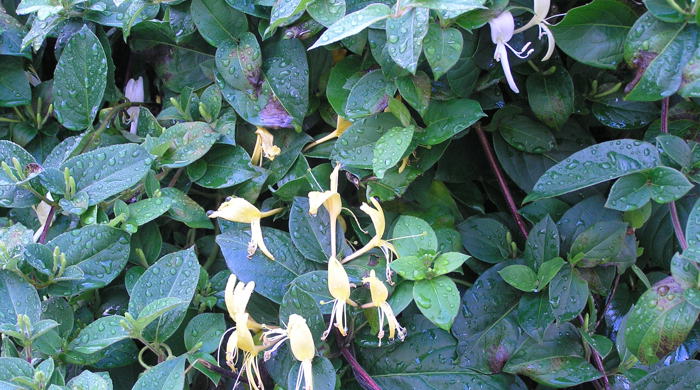 Mature Japanese Honeysuckle leaves with yellow and white flowers.