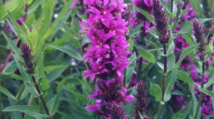Close up of the bright flowers of purple loosestrife.