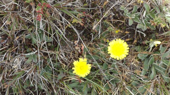Hawkweed growing in pasture with two flowers.