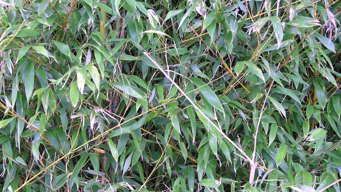 Overgrown bamboo with stalks and leaves falling everywhere.